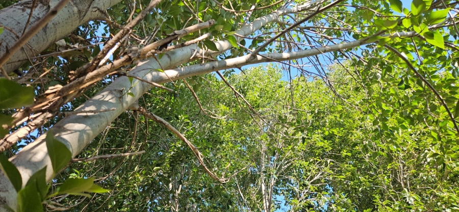 5 Bedroom Property for Sale in Langenhovenpark Free State